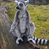 Tier- und Freizeitpark Thüle